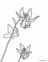 Columbine Flowers Coloring Spring Yellowstone Bitterroot Domain Want sketch template