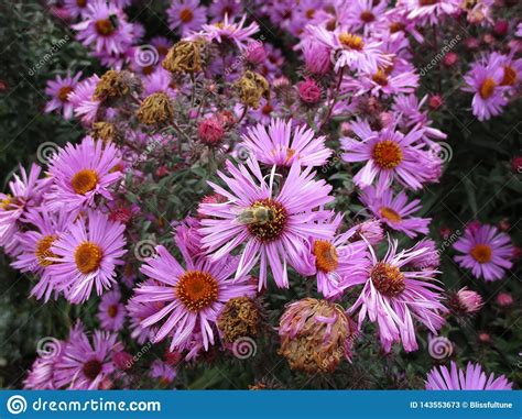 Pretty Light Purple Aster Flowers Blooming In Vancouver Stock Image Image Of Attractive Cute