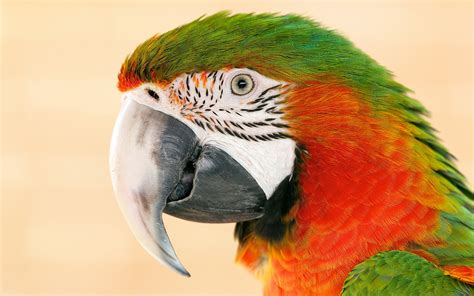 Ingyenes Háttérképek 1920x1200 Px állatok Madarak Papagájok