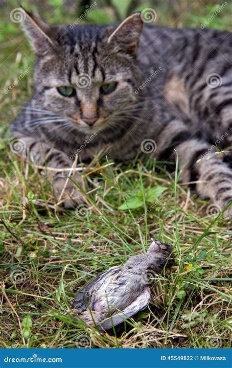 Cat Hunted A Bird Stock Photo Image Of Brute Grass 45549822