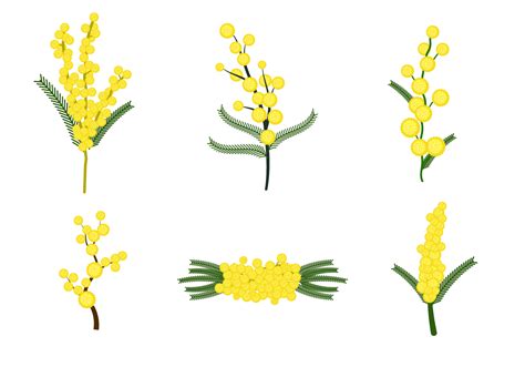 Free Mimosa Flower Cliparts Download Free Mimosa Flower Cliparts Png