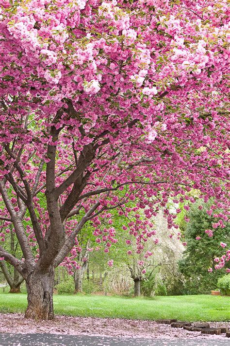 Pink Flowering Trees Bing Images