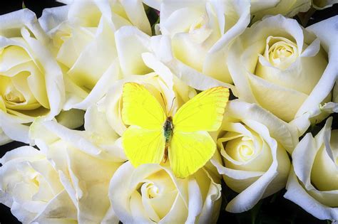 Yellow Butterfly Among White Roses Photograph By Garry Gay Pixels
