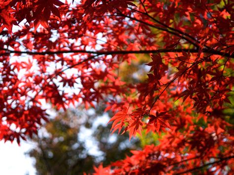 Jeffrey Friedls Blog Bonanza Of Fall Foliage Desktop Backgrounds