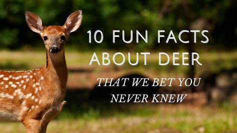 10 Fun Facts About Deer That We Bet You Never Knew Proto Animal