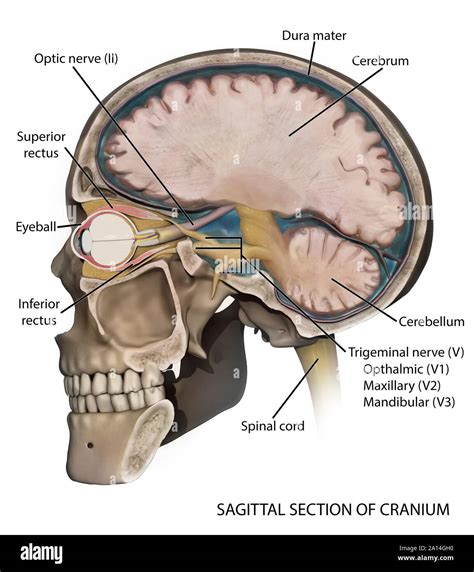 Medical Illustration Depicting The Anatomy Of A Sagittal Section Of The