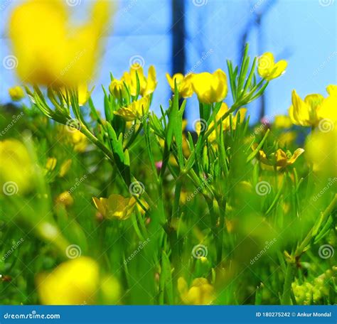 Bright Yellow Buttercup Flowers Blooming In Spring Season Stock Photo
