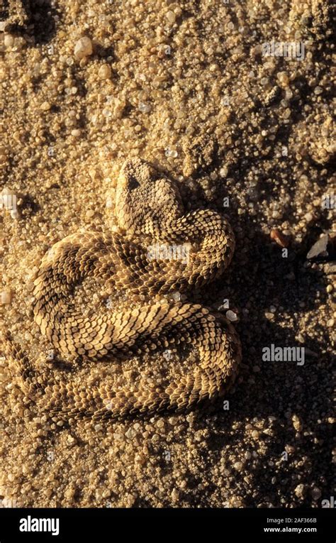 Snake Tracks Sand Snake Tracks Hi Res Stock Photography And Images Alamy