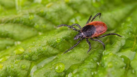 To Control Disease Transmitting Blacklegged Ticks Gardner Will Isolate