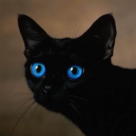 Black Cats With Blue Eyes Meaning