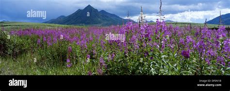 Canada Yukon Territory Ogilvie Mountains Fireweed Blooms In Back