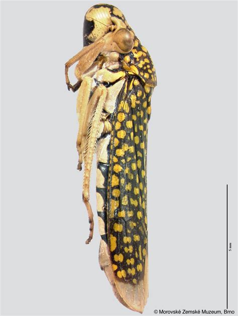 Sharpshooter Leafhoppers Molomea Guttulata Melichar 1925a 396