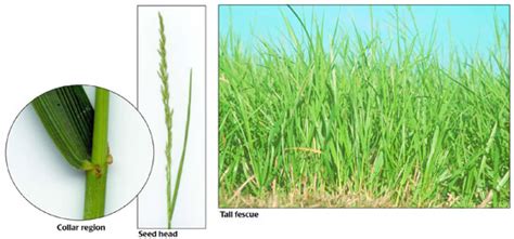 Forage Of The Month Tall Fescue Integrated Crop And Pest Management