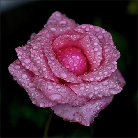 Pink Rose And Rain Drops By Lal