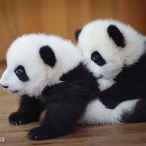 Pin On Pandas