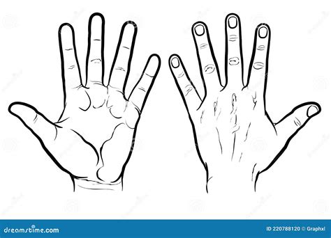 Front And Back Of Hand Outline Version Stock Vector Illustration Of