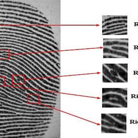 Fingerprint Overview A Different Minutiae Type B Ridge Ending And