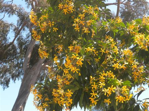 Hymenosporum Flavum Sweet Shade Tree Grows On You