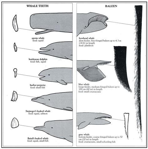 Introduction Continued Baleen Whales Marine Biologist Whale Art