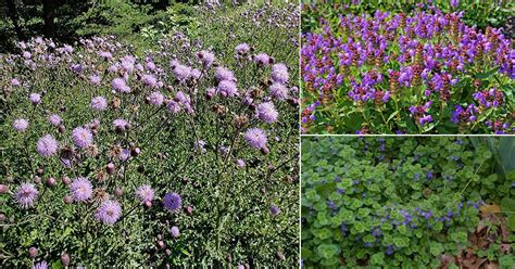 13 Weeds With Purple Flowers Balcony Garden Web