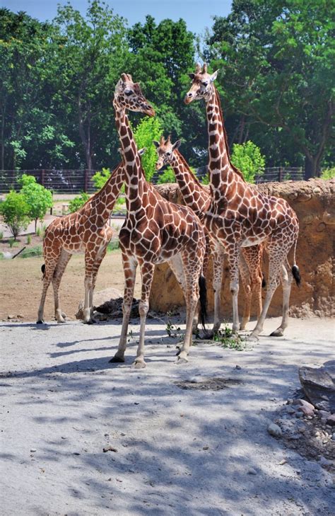 19 Best And Biggest Zoos In The World For 2024