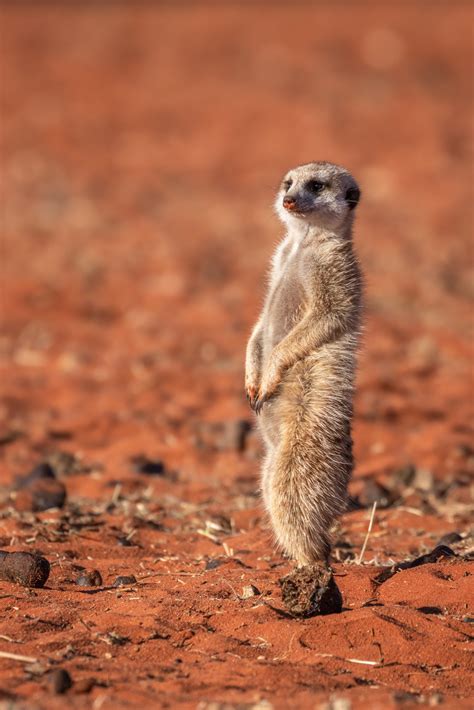 How To Visit The Meerkats In The Kalahari Desert Ubuntu Travel Group