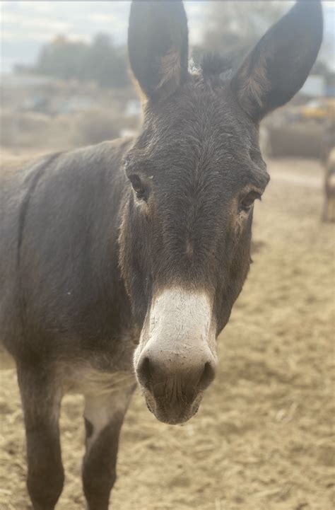 New Photos Of The Donkeys We Helped Escape The Donkey Hide Tea Trade