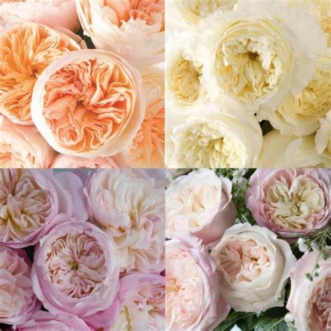 David Austin Wedding Roses Garden Roses Direct