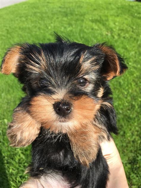 Cute Miniature Yorkshire Terrier Puppies Mini Yorkie Pups In