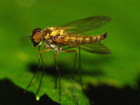 Types Of Flies Pictures And Fly Identification Help Green Nature 2022