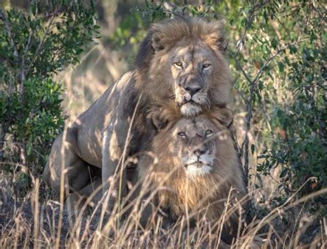 Two Male Lions Seen In Gay Sexual Encounter In Kenyan National Park
