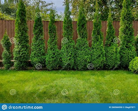 Green Arborvitae Near The Fence Stock Photo Image Of Hedge Gardening