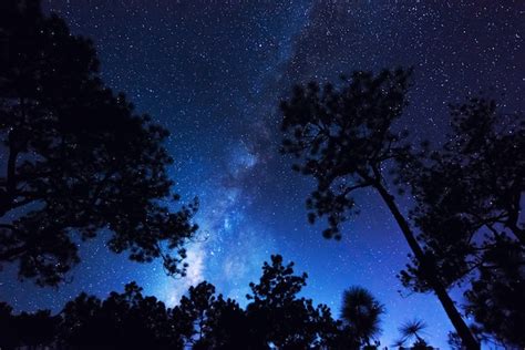 Paisagem Via Láctea Com Noite Estrelada No Céu Azul Sobre A Floresta