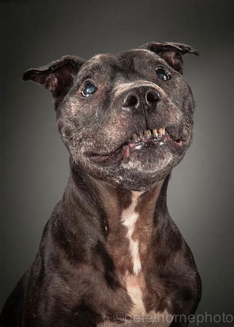 fotografias de perros ancianos  nos muestran su belleza