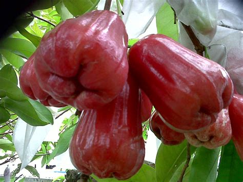 Kenali kandungan gizi hingga tips mengonsumsinya. Health Benefits of Rose Apple/Water Apple "Jambu Air" for ...