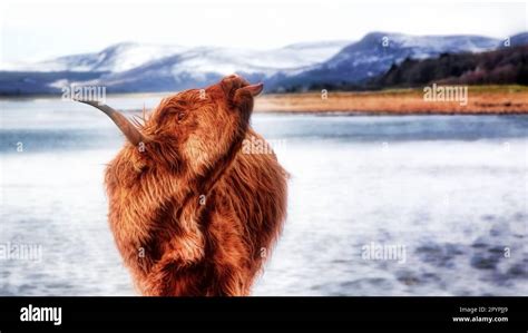 Cheeky Highland Cow Sticking His Tongue Out Stock Photo Alamy
