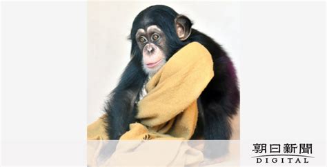 育児放棄されたチンパンジーの赤ちゃん、すくすく 愛知・豊橋 愛知県 ：朝日新聞デジタル