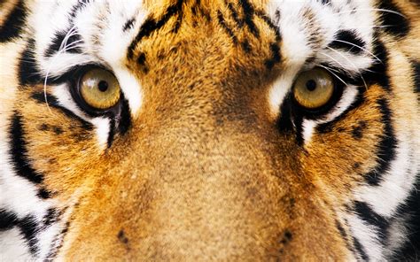 Wallpaper Animals Eyes Tiger Wildlife Fur Big Cats Whiskers