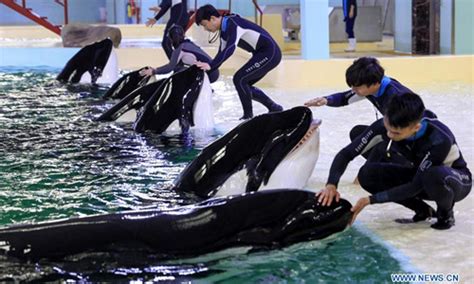 Chinas First Killer Whale Breeding Base Put Into Operation In Guandong Killer Whales In Captivity