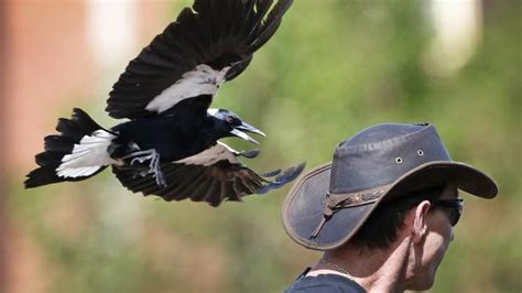 When Magpies Attack What To Do Boobook Ecotours