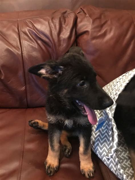 German Shepherd Puppies For Sale | Aiken, SC #330690