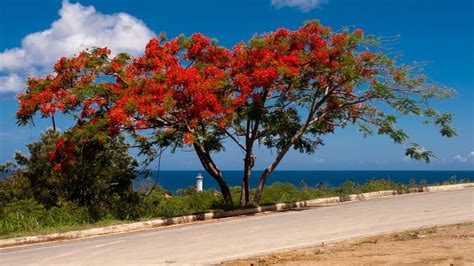 Beautiful Flamboyan Tree In Rincon Puerto Rico Puerto Rico Puerto Tree