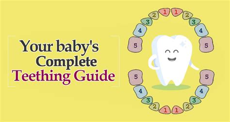 Teething Timeline Baby And Toddler Teething Timeline Complete Guide