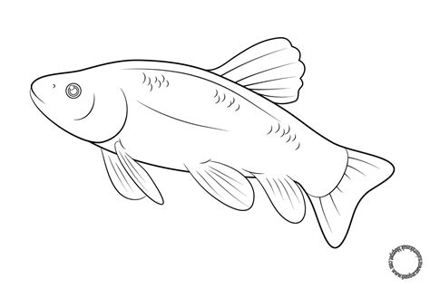 Contoh 27 Gambar Ikan Hitam Putih Untuk Mewarnai Kataucap