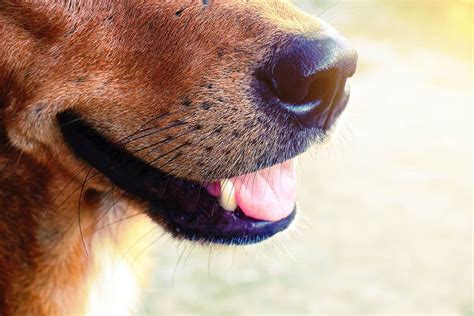Do Dog Whiskers Grow Back What You Need To Know Hepper
