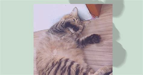 Tindakan operasi kucing yang mengalami fus akut. Pengalaman Kucing Terkena Batu Karang