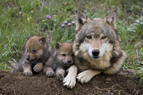 This Wolf Mom With Her Cubs Raww