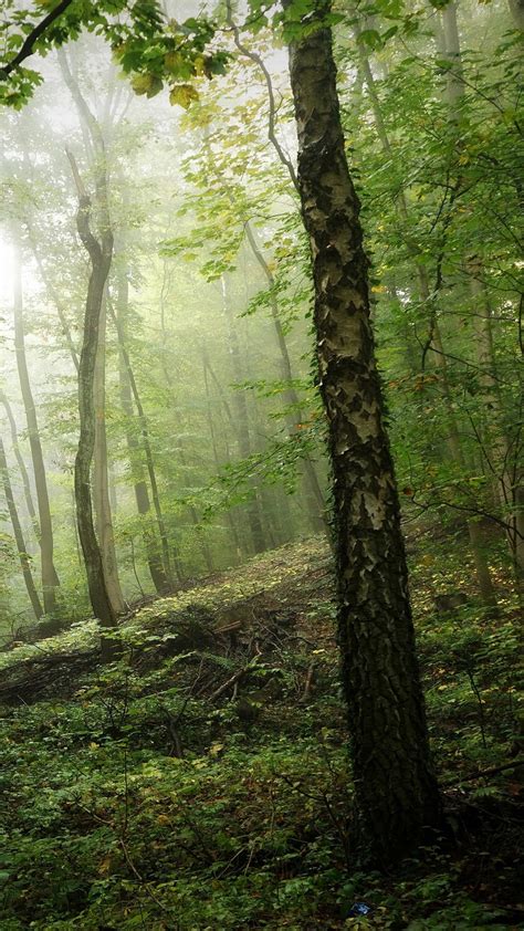 Forest With Greenery Moss Fog And Trees 4k Hd Nature Wallpapers Hd