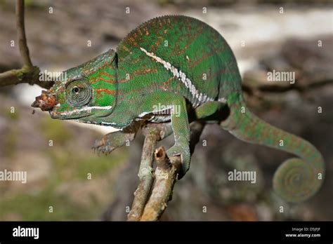 Endangered Rainforest Or Two Banded Chameleon Furcifer Balteatus