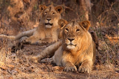 Head To Gir National Park In Gujarat To See The Asiatic Lions Roaming Free In The Wild Shop